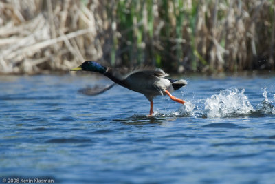 Running towards a take-off