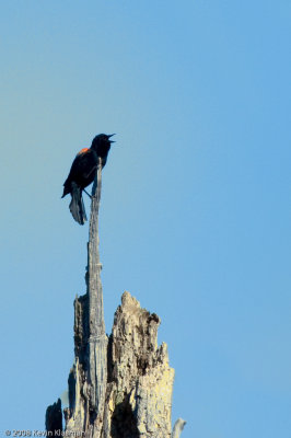 Male Red-winged Blackbird calling