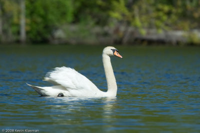 Mute Swan floating down the river
