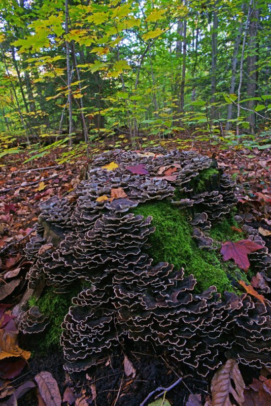 Fungus