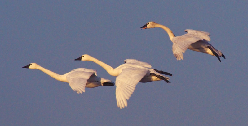 Tundra Swans