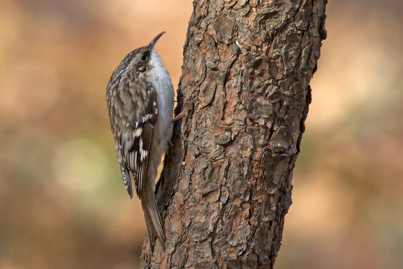 Brown Creeper