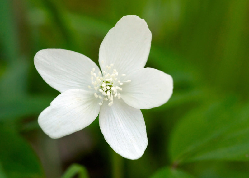 Wood Anemone
