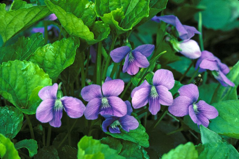 Violets