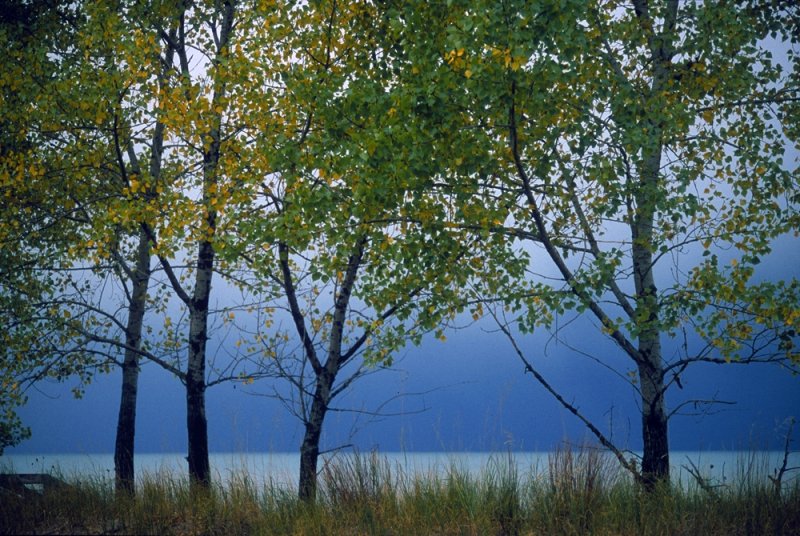Shoreline Birches