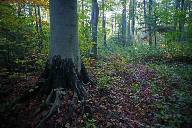 Autumn Forest