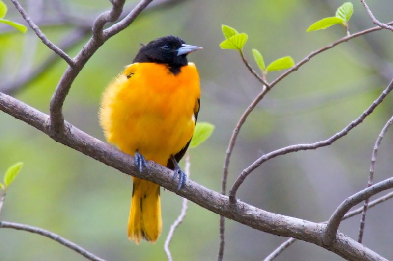 Baltimore Oriole