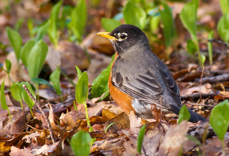 Robin