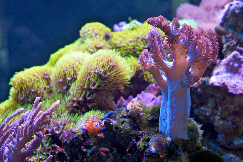 Coral