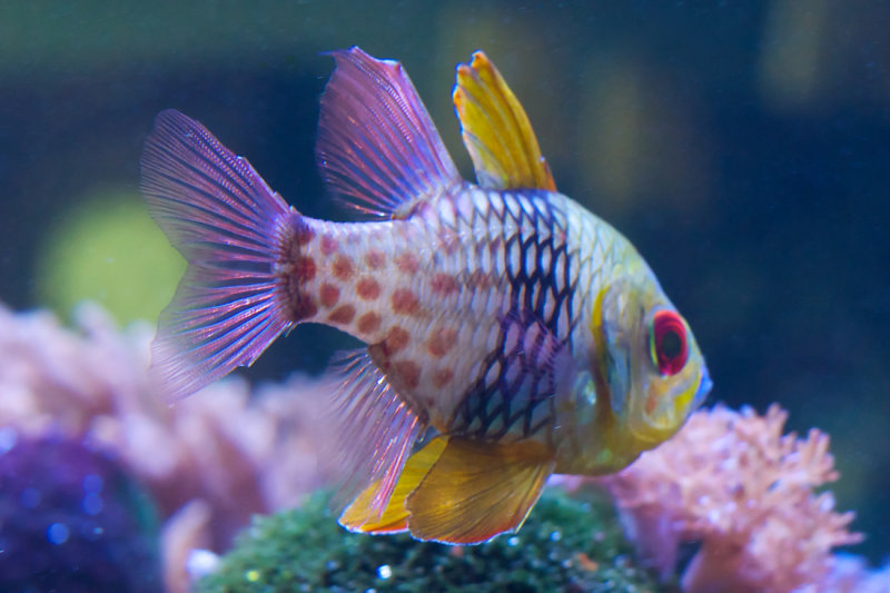 FunkyFish