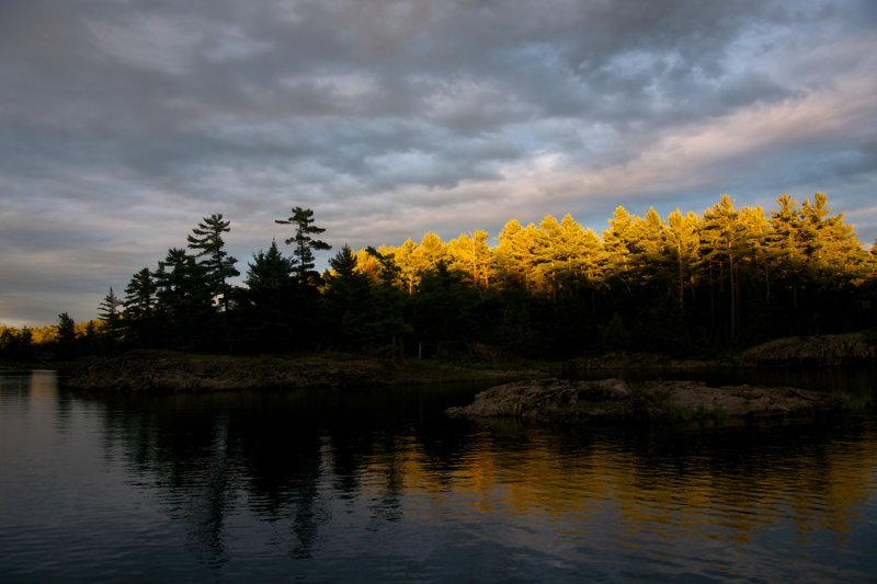 Treetops