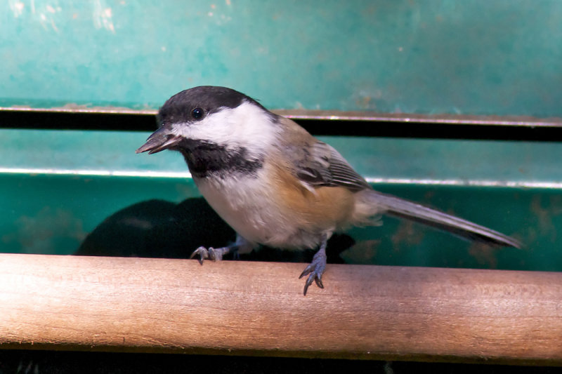 Black-capped Chickadee