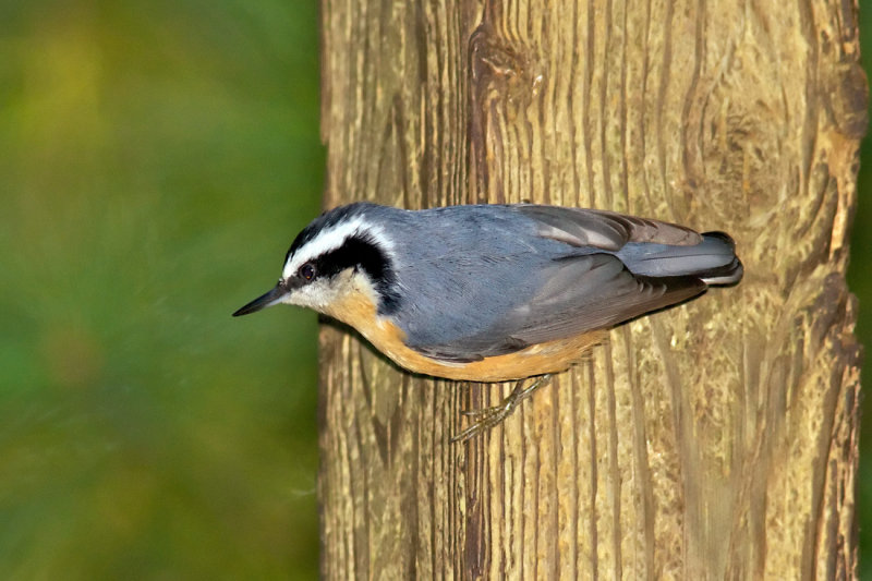 Red-breasted Nuthatch
