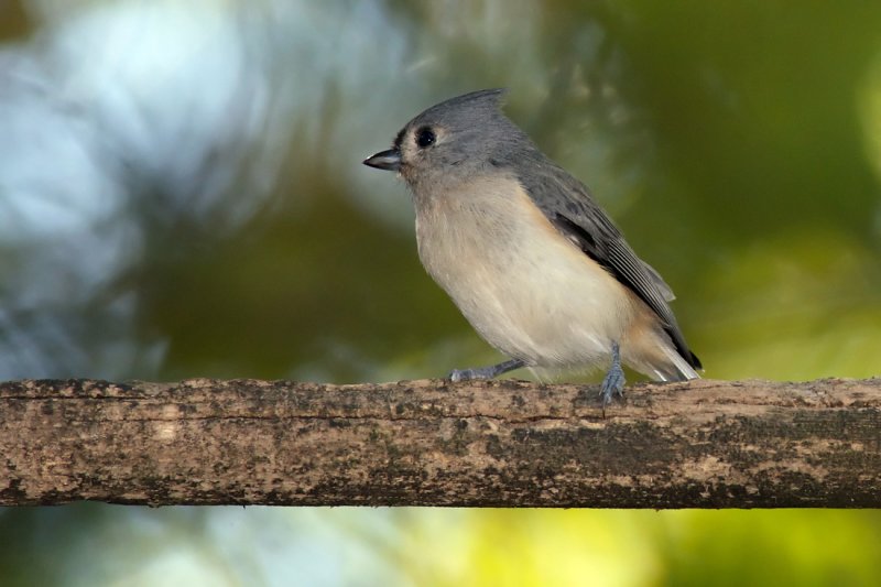 Tufted Titmouse