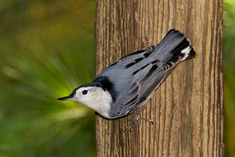 White-breasted Nuthatch