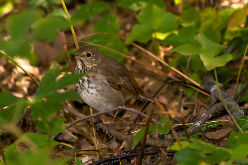 Hermit Thrush
