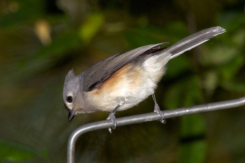 Tufted Titmouse