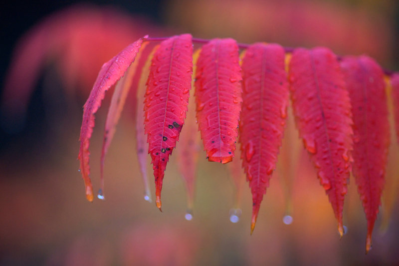 Sumac