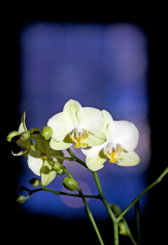 Orchid 2