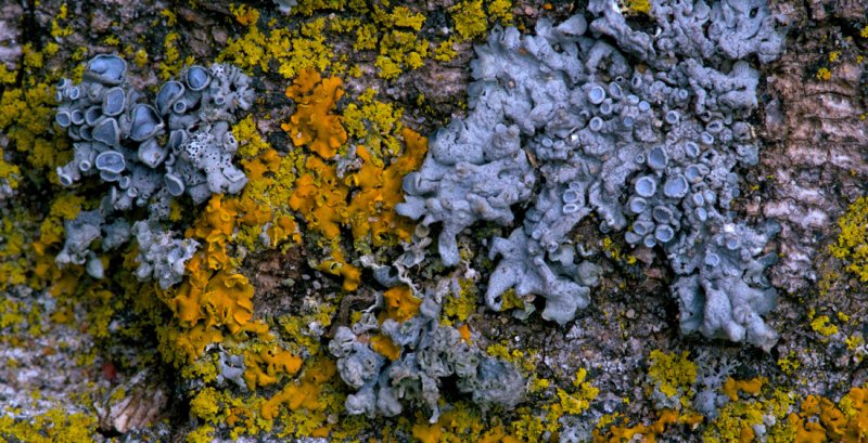 Tree Bark, Lichen