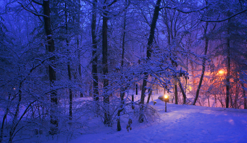 Winter Evening