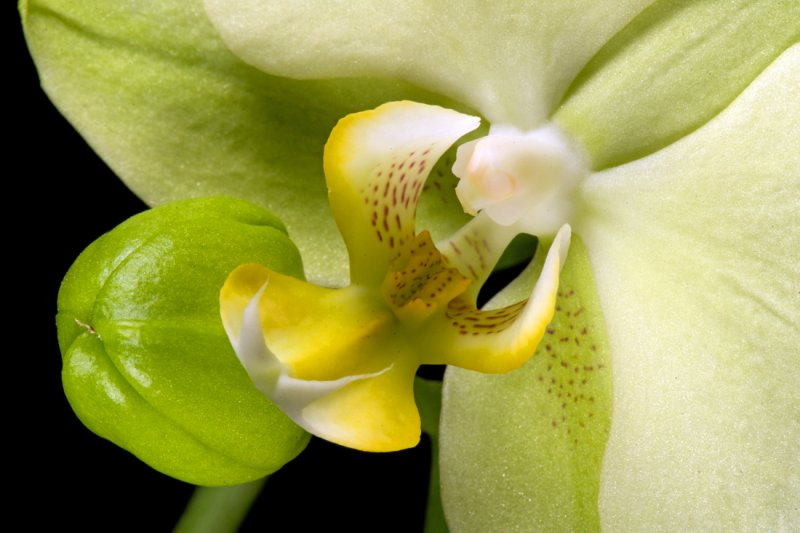 Orchid Macro
