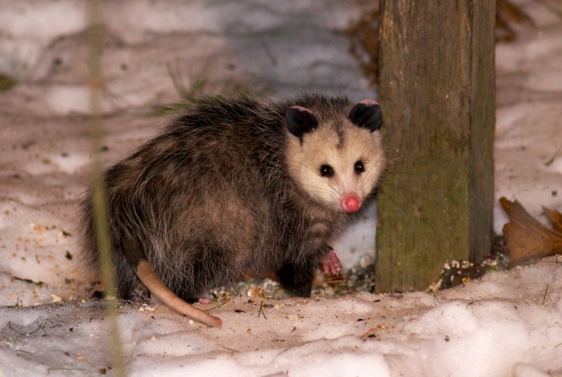 Opossum 2