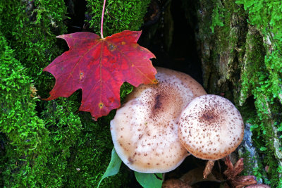 Leaf, mushrooms