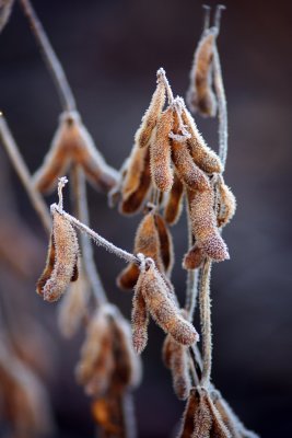 Soybeans, Frost