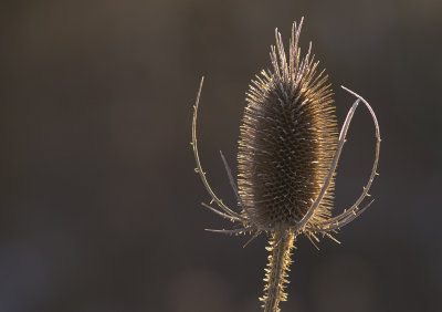 Thistle