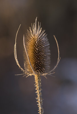 Thistle