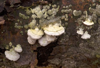 White Fungus