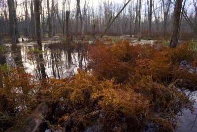 Swamp, Ferns