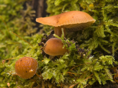 Tiny Mushroom