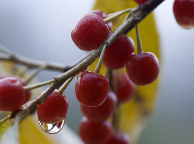 Rain, Berries