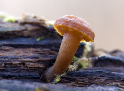 Tiny Mushroom