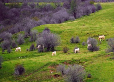 Cattle, Pasture