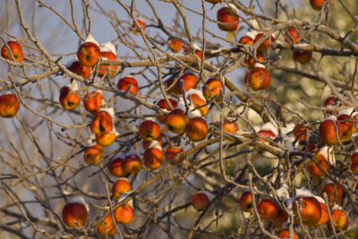 Winter Apples