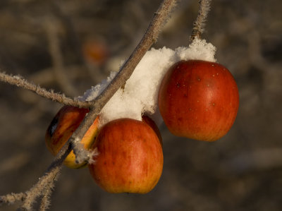 Snow Apples