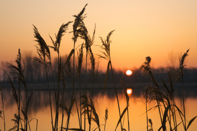 Sunrise, Grass, Pond