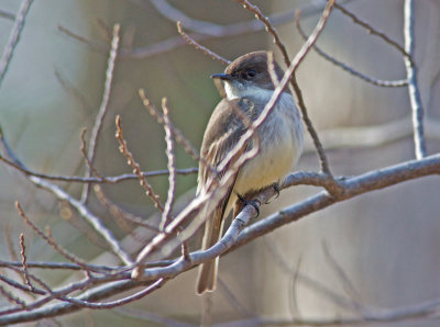 Eastern Phoebe