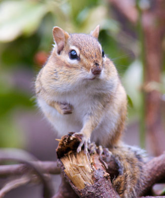 Chipmunk