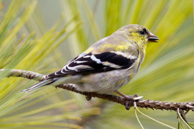 American Goldfinch