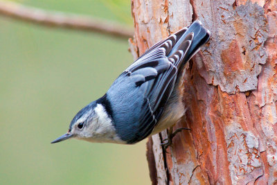 Nuthatch