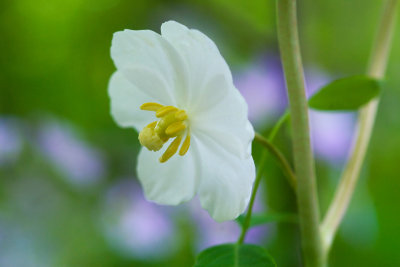 Mayapple