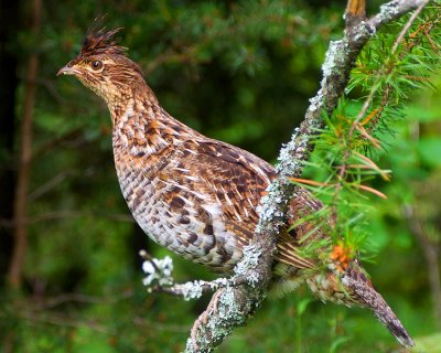 Ruffed Grouse