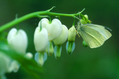 Moth, Flowers