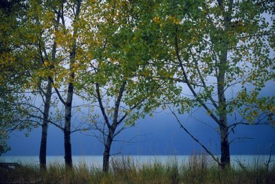 Shoreline Birches