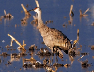 Sandhill Crane