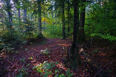 Forest Light